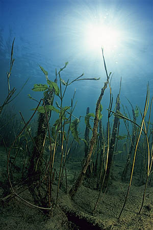 Erster Platz "Das Leben im See" (c) Armin Trutnau