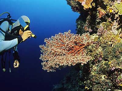 Divemaster Jemmy sucht nach kleinen Krebsen in einer Gorgonie - (c) Armin Trutnau