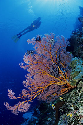 Birgit Trutnau vor einer Steilwand - Bunaken - (c) Armin Trutnau