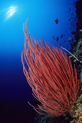 Besengorgonien vor Bunaken - Ellisella ceratophyta - (c) Armin Trutnau