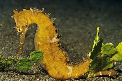 Dorniges Seepferd - Hippocampus histrix - (c) Birgit Trutnau