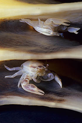 Porzellankrebse auf einer Seefeder - Porcellanella triloba - (c) Birgit Trutnau