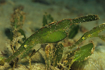 Seegras-Geiserpfeifenfische - Solenostomus cyanopterus - (c) Birgit Trutnau