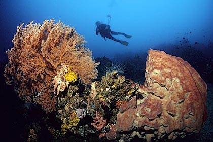 Taucher ber Korallenriff vor Nord-Sulawesi - (c) Birgit Trutnau