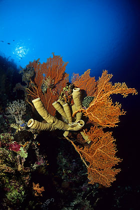 Gorgonien und Schwmme an der Steilwand - (c) Armin Trutnau