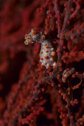 Hippocampus bargibanti (c) Armin Trutnau