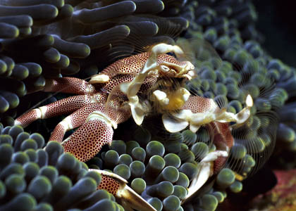 Kleinpunkt-Anemonenkrebs - Neopetrolisthes maculatus - (c) Armin Trutnau