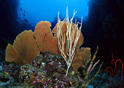 Der Canyon - Pulau Weh - Sumatra - (c) Armin Trutnau