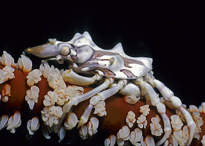 Gorgonien-Spinnenkrabbe - Xenocarcinus tuberculatus - (c) Armin Trutnau