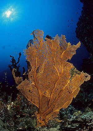 Gorgonie an der Steilwand vor Batee Tokong - Pulau Weh - (c) Armin Trutnau