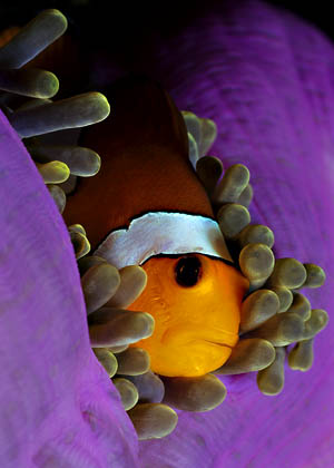 Orange-Ringel-Anemonenfisch - Amphiprion ocellaris - (c) Armin Trutnau